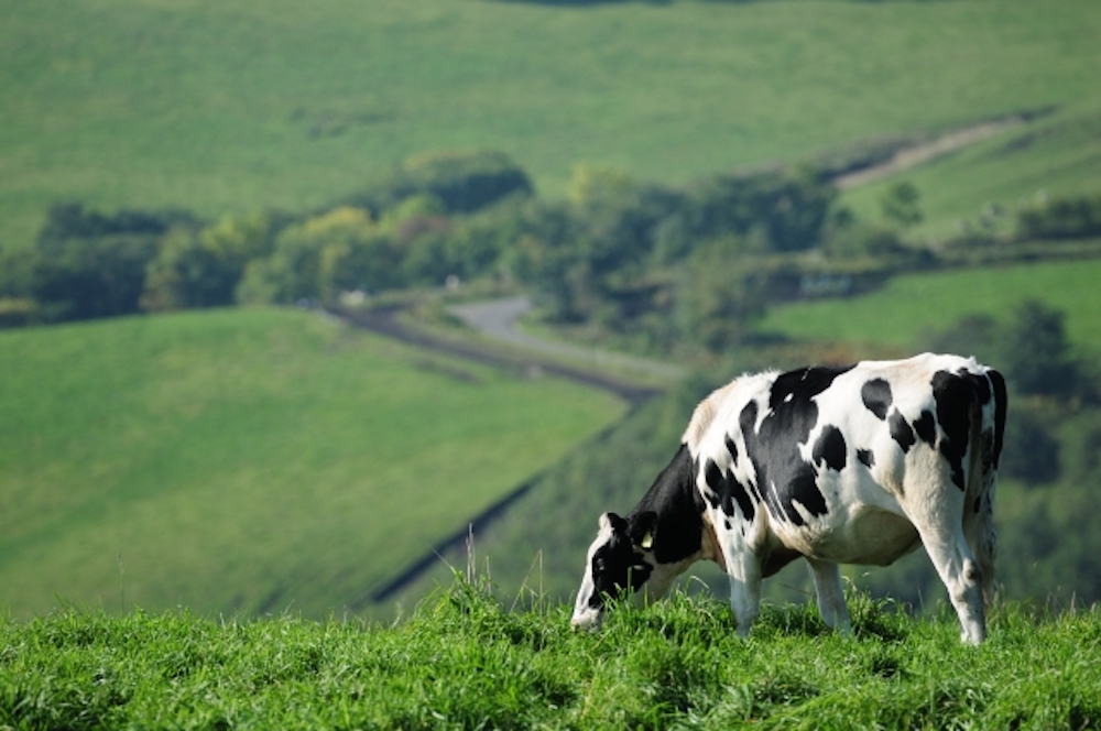 自然環境下での牛の寿命