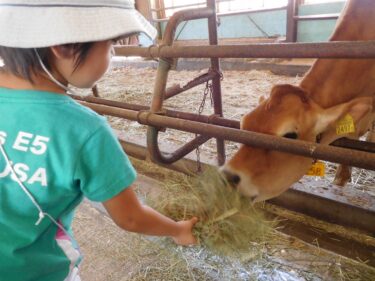 子牛の飼養管理｜初乳の重要性、1日の哺乳量、離乳後のエサについて