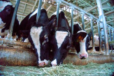牛のエサの種類と役割を紹介！家畜飼料に求められる4つの条件とは？