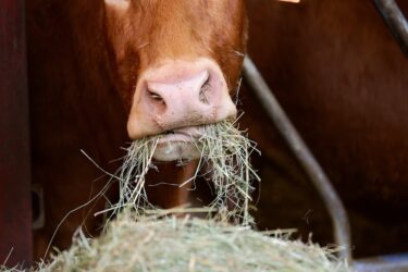 成牛の1日あたりのエサの量｜乾物摂取量とは？飼養管理のポイントも！