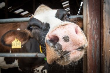 牛の発情周期と外部徴候の変化について！授精適期の考え方も紹介！