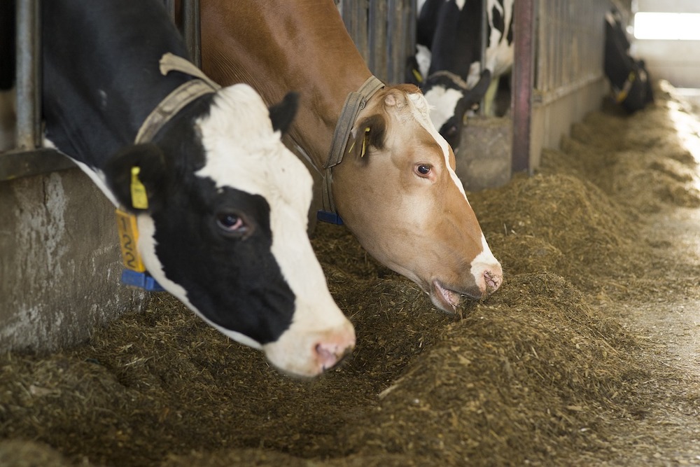 乳用牛のエサの管理では緻密なプログラム設計が重要