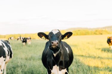 牛は月齢ごとに呼び方が変化する？月齢の目安や名前を変えるメリットを解説