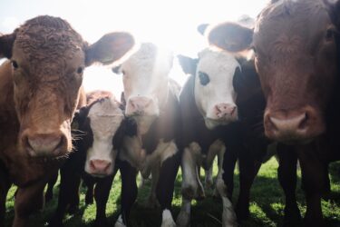 牛の品種とは？品種・性別・年齢・飼育条件による牛の分類方法を解説
