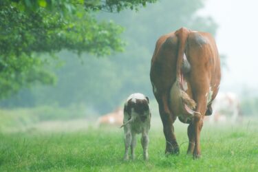 牛の寿命って何年？牛の寿命に影響を与える3つの要因について解説します