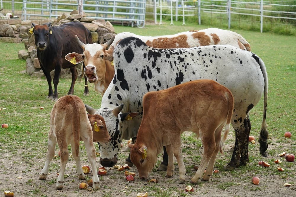 牛の分娩管理