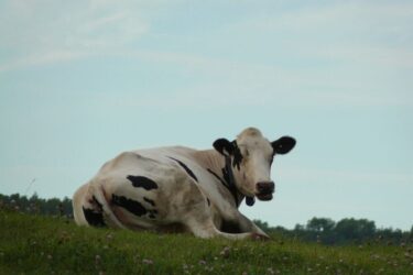 親牛でよくある病気3選｜主な症状・治療法・予防法も解説